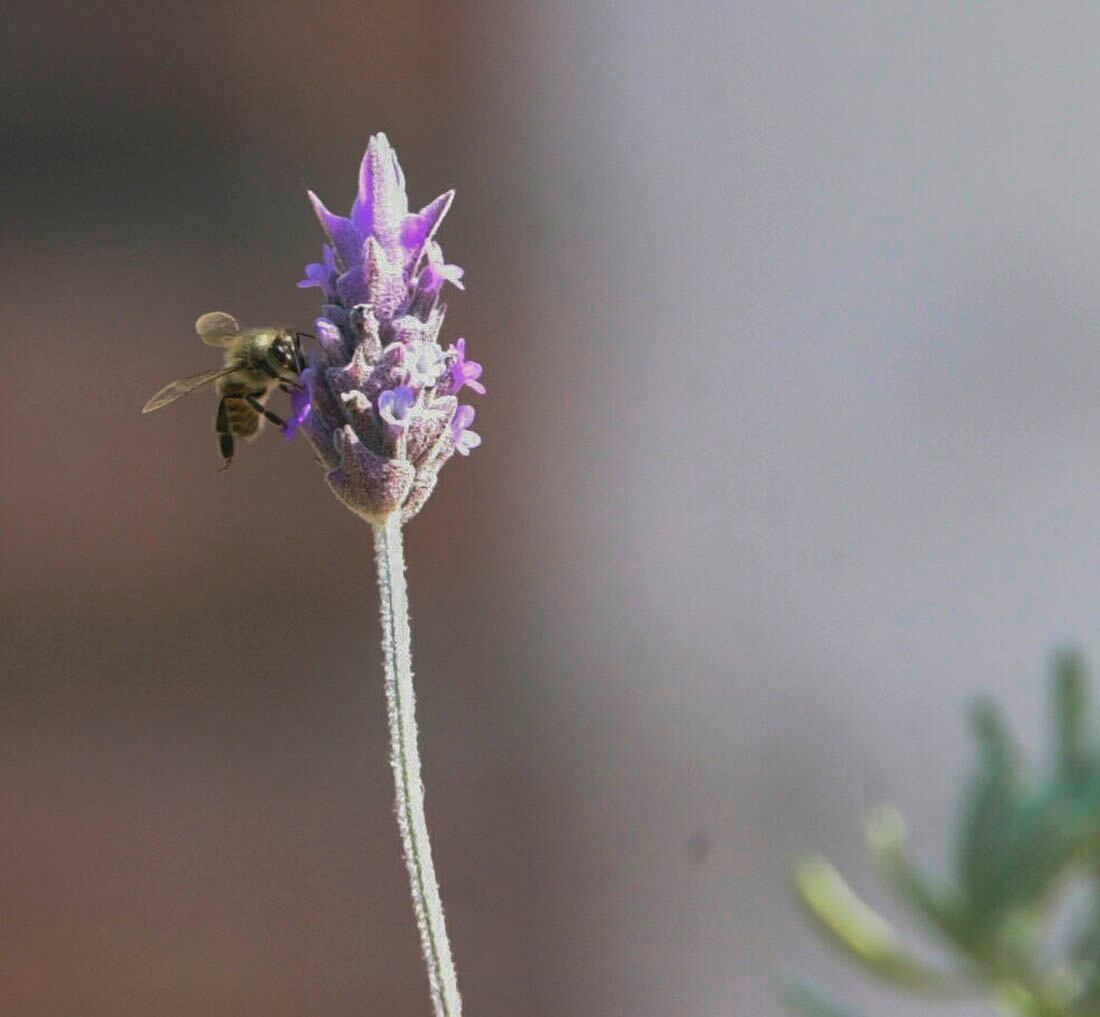 LAVANDA, PARA LAS GUIAS DEL OASIS SOBRE HIERBAS MEDICINALES