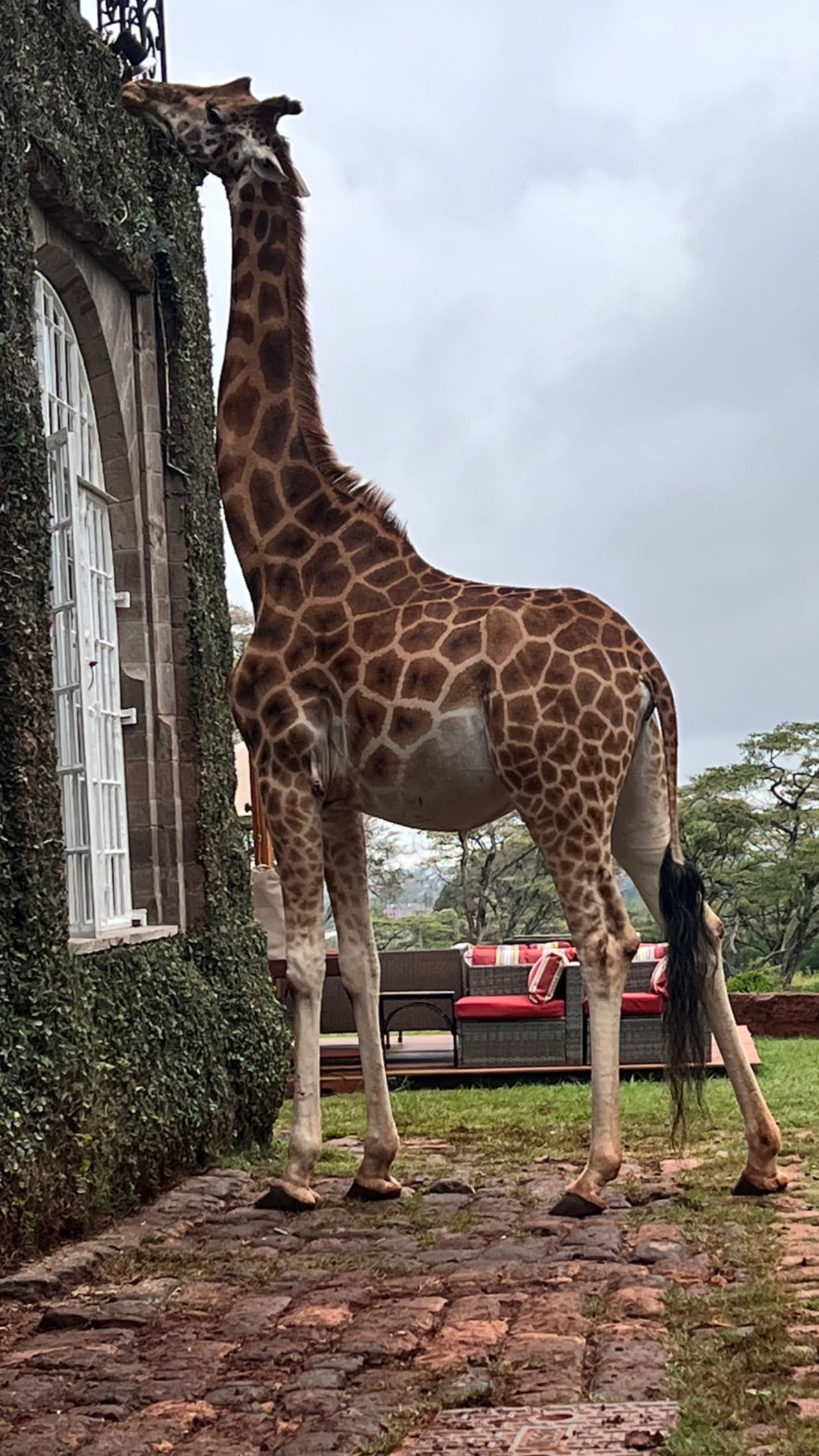 Las jirafas en el hotel están caminando por todo el jardín