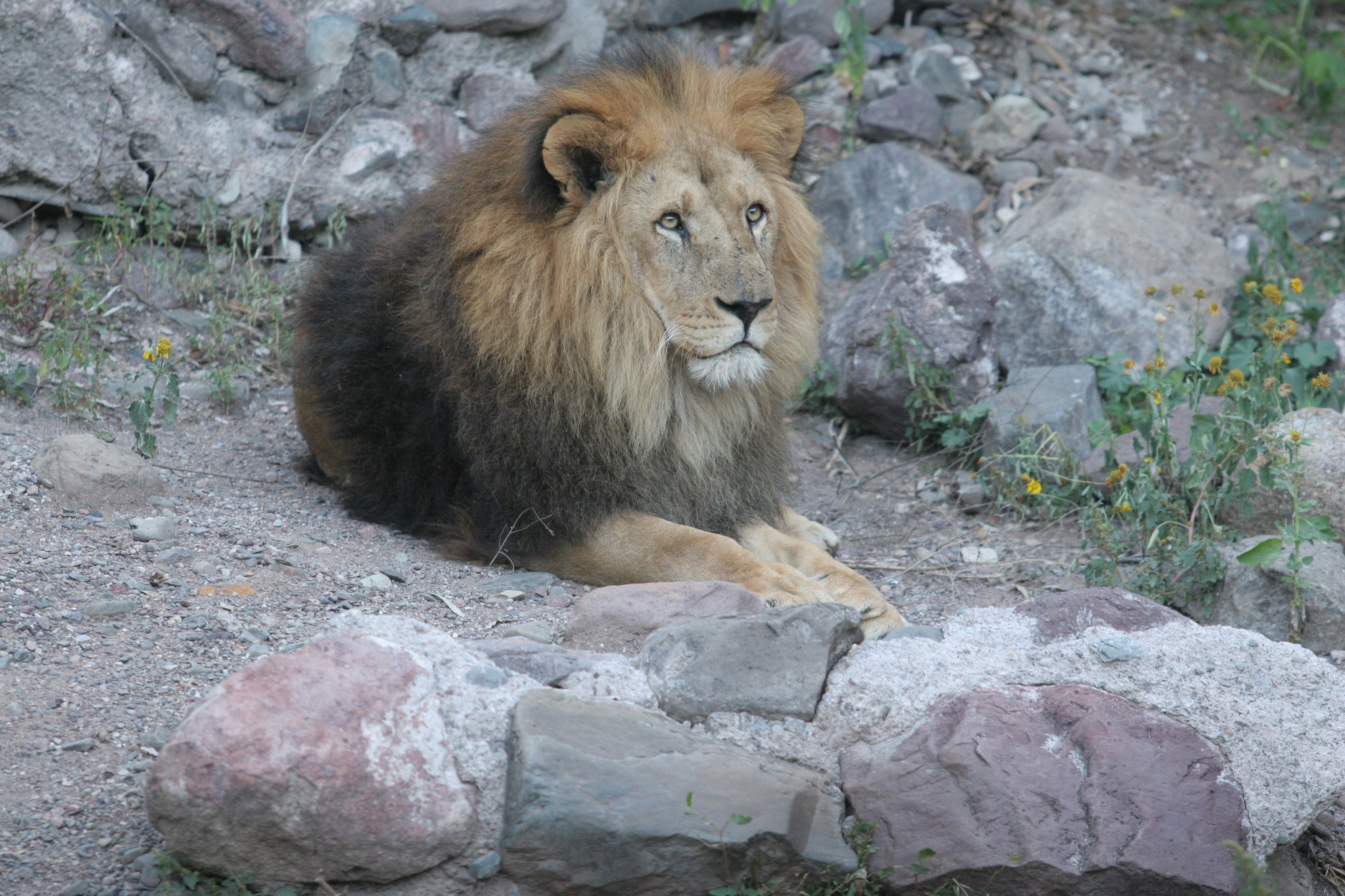 Mendoza 03-04-2008  Superpoblacion de Leones  - Sociedad 
Existe en este momento una superpoblacion de Leones en el Zoologico Provincial por las buenas condiciones con las que cuantan estos animales para reproducirse pero hay muy poca demanda desde otros zoologicos para realizar algun tipo de canje o compra 
Claudio Gutierrez / Los Andes 
