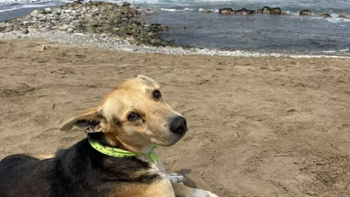 Un perro aguarda a su amo todos los días, quien falleció en el mar.