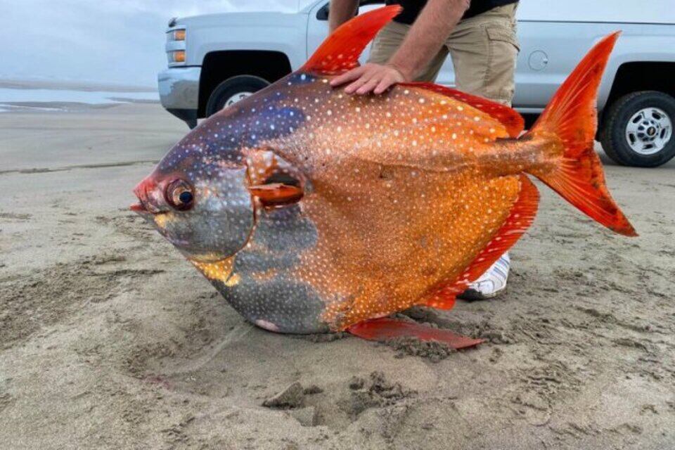 El extraño pez que apareció en la costa de Oregon, Estados Unidos.