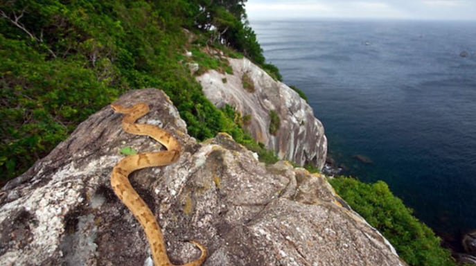 Bothrops insularis, una serpiente de color marrón amarillento que puede medir hasta 70 centímetros