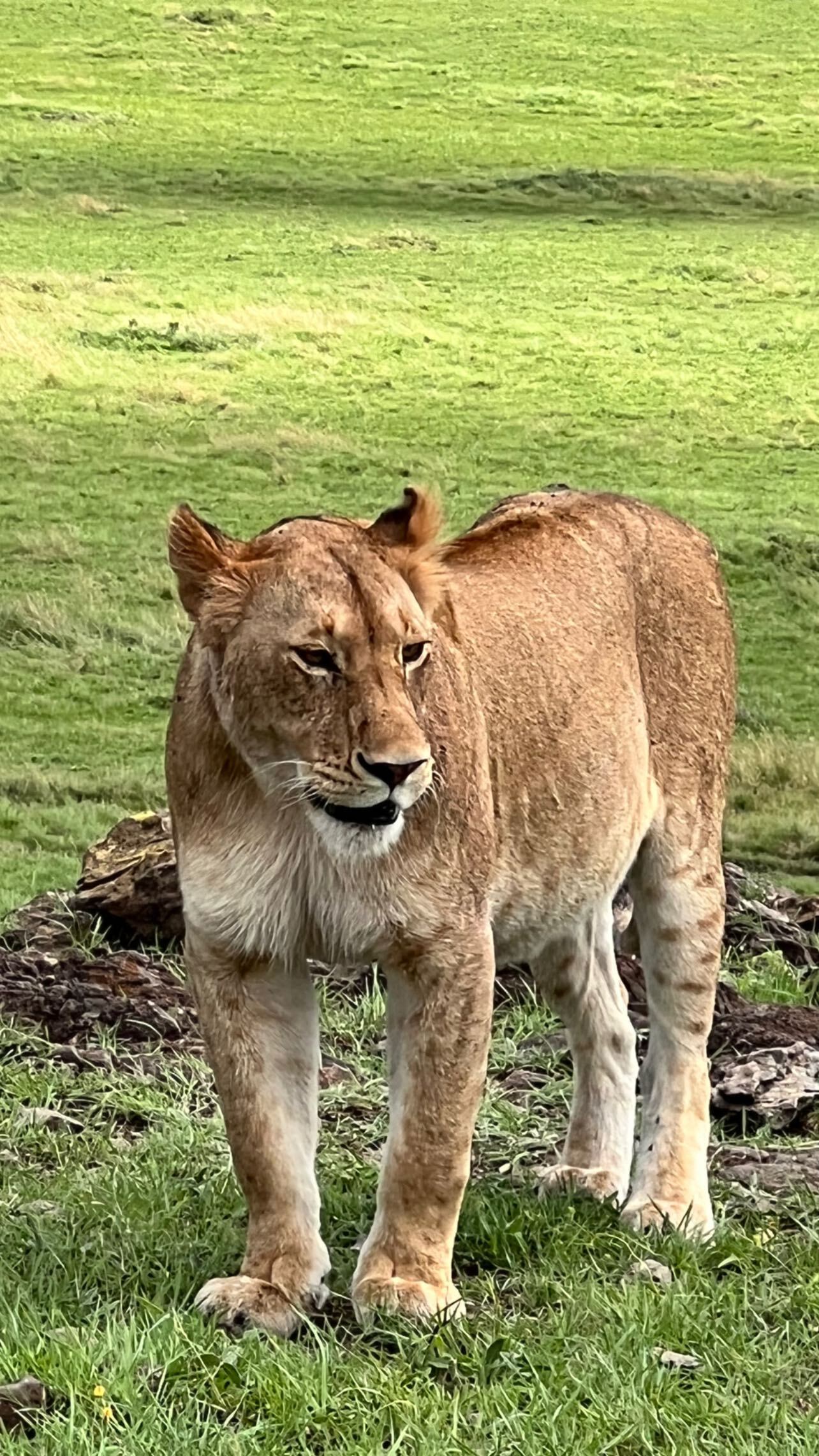 Wanda Nara mostró los distintos animales que se cruzó en el safari Maasai Mara