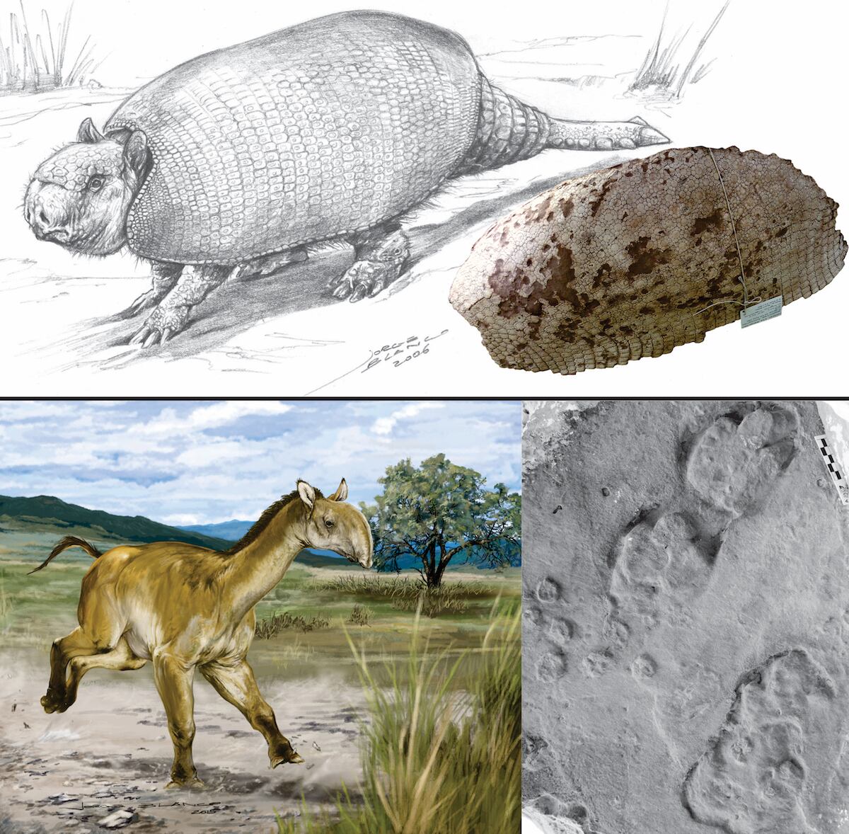 Ejemplos de los animales prehistóricos encontrados en las Huaquearías de Mendoza. Un gliptodonte (arriba), acorazado de gran tamaño y una macrauquenia (abajo), posiblemente con un aspecto mezcla entre caballo, guanaco y tapir. Las pisadas de estos animales habrían dejado marcados tres dedos. Dibujos por el artista Jorge Blanco.