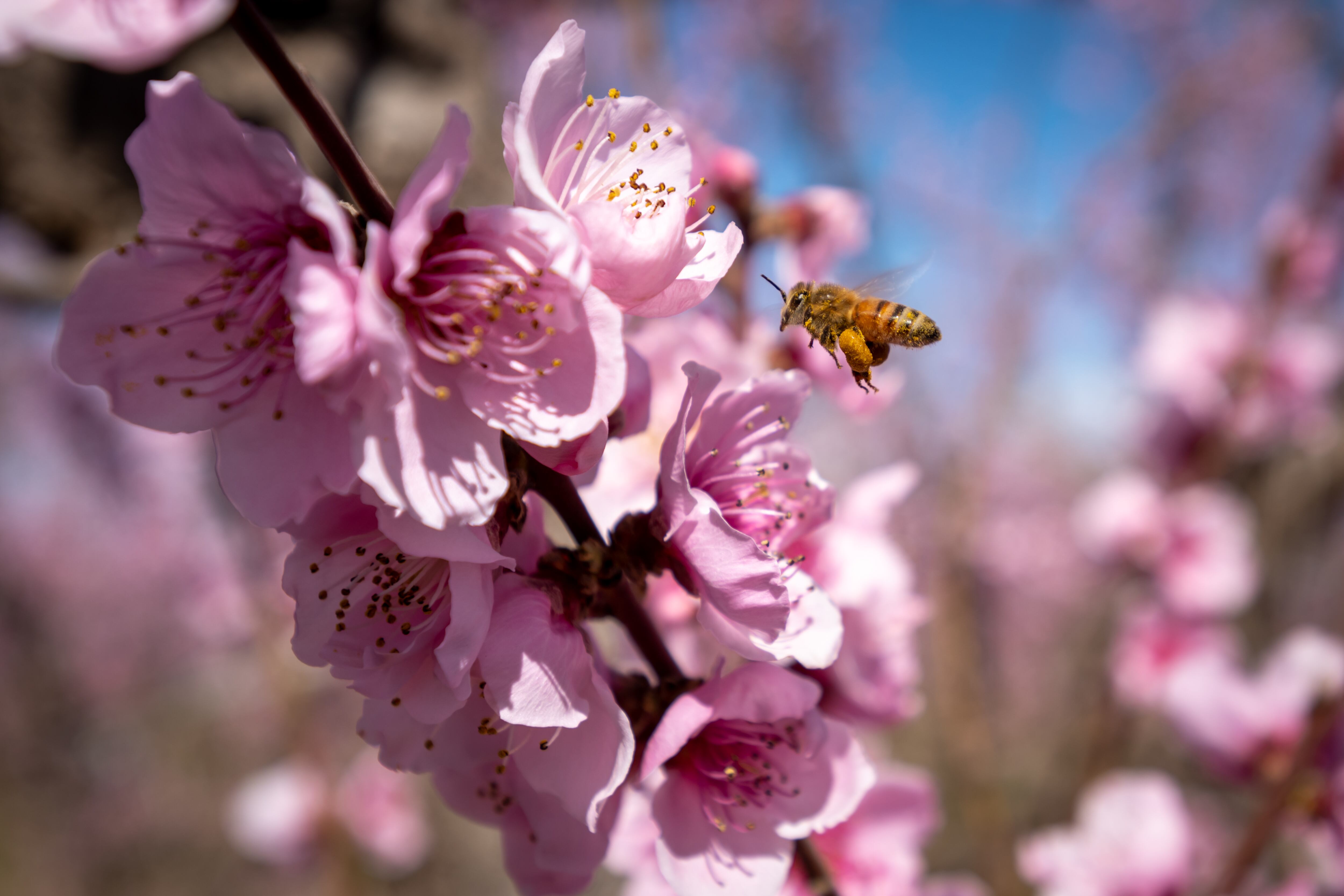 La pequeña abeja parece mirar de cerca la belleza floral que ofrece la inminente llegada de la primavera. Nadie quiere perdérsela.