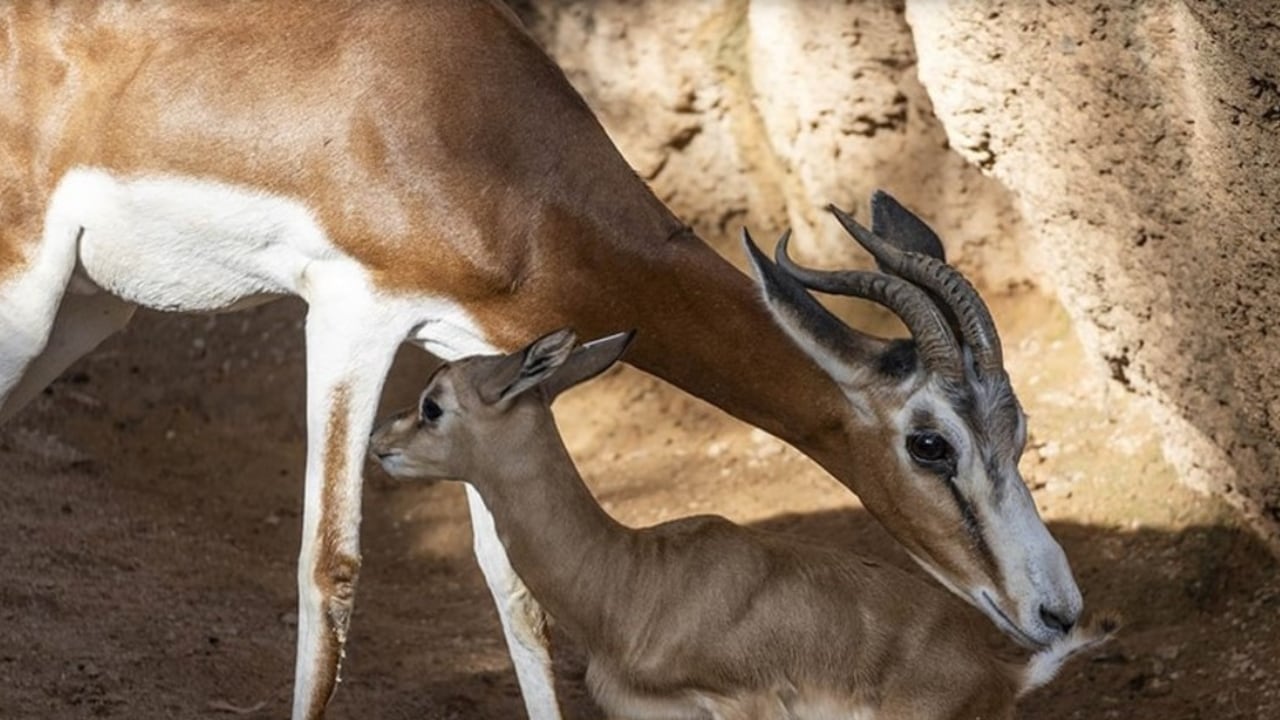 Alrededor de 175 gacelas damas existen en los países africanos de Char y Níger. Por otro lado, otra cría de la subespecie de las gacelas de Mhorr fue dada a luz en el Biparc de Valencia, España.  Foto: Gentileza Clarín