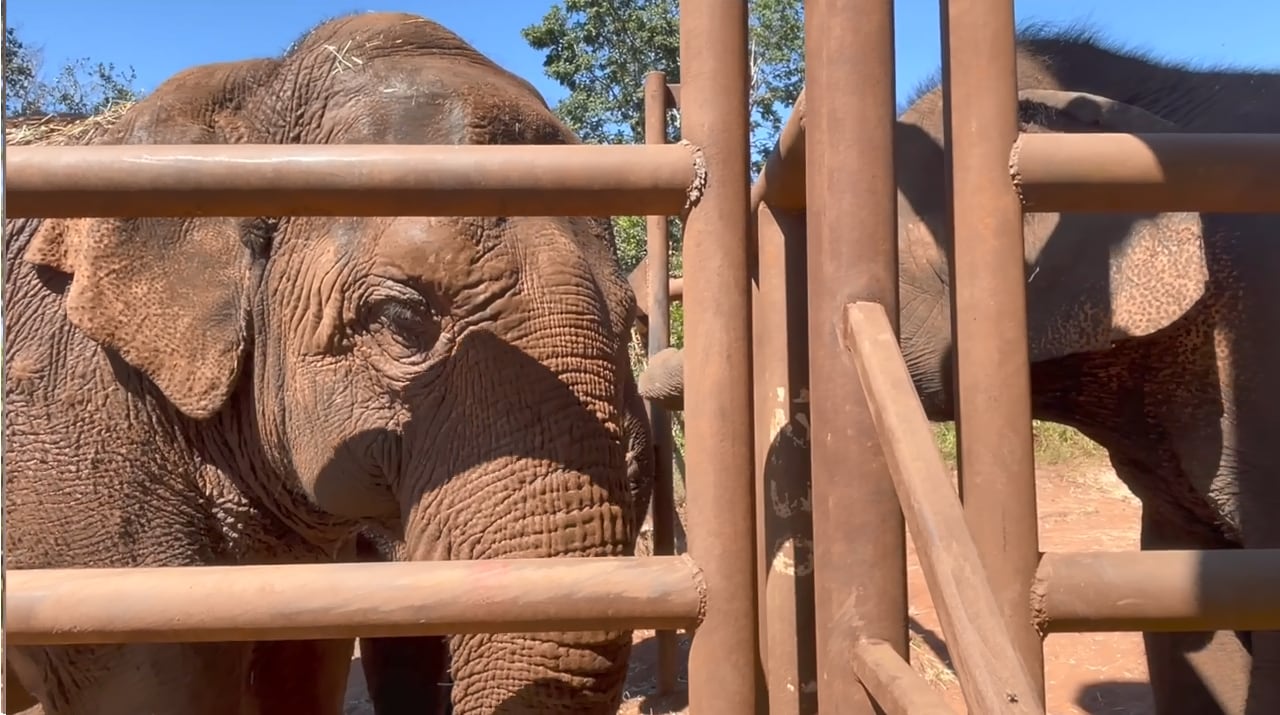 El video del momento más esperado: Pocha y Guillermina fueron recibidas por otra elefanta en Brasil. Foto: Facebook Global Sanctuary for Elephants