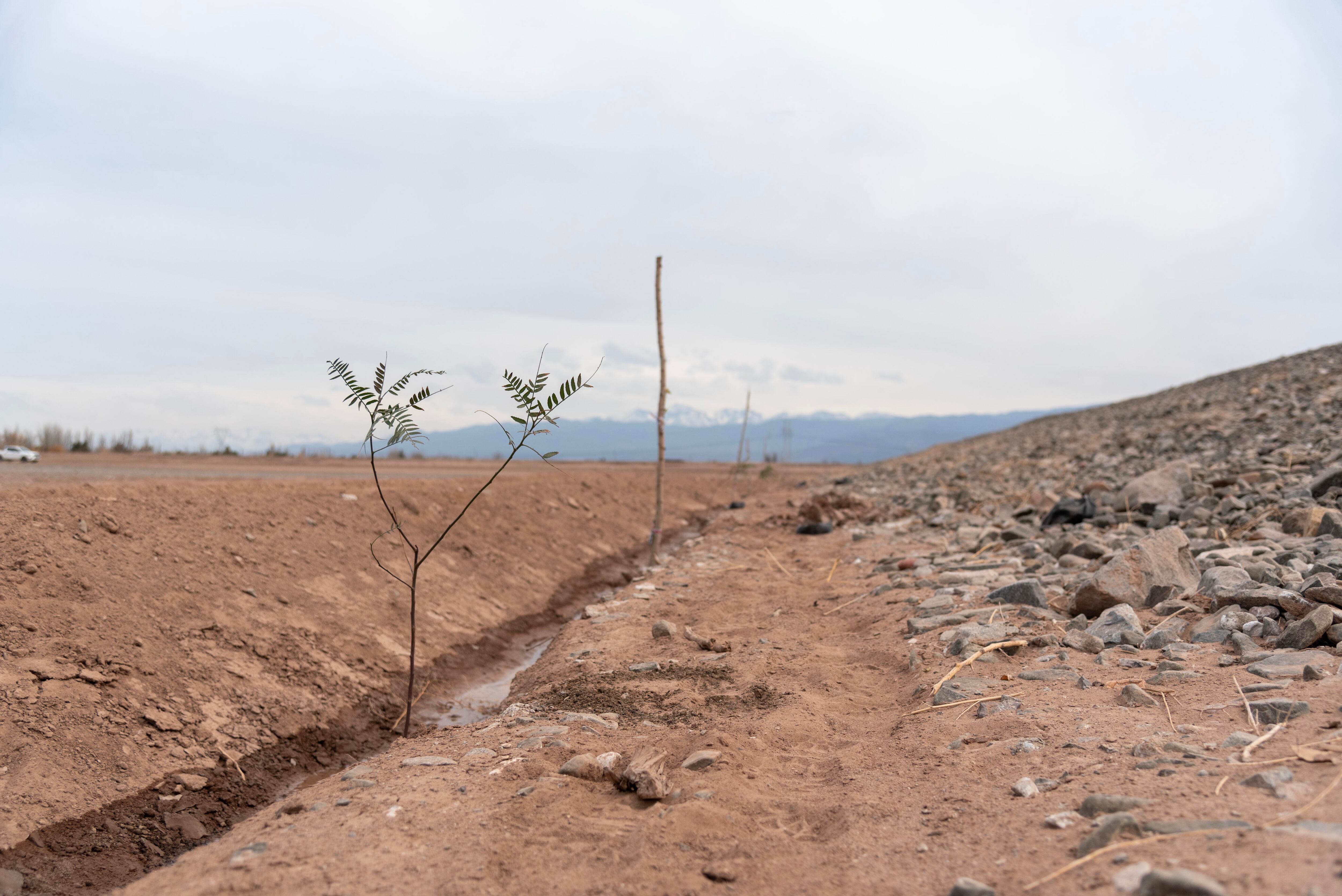 Reforestación: se plantarán 756 árboles en una obra que Irrigación inauguró en marzo