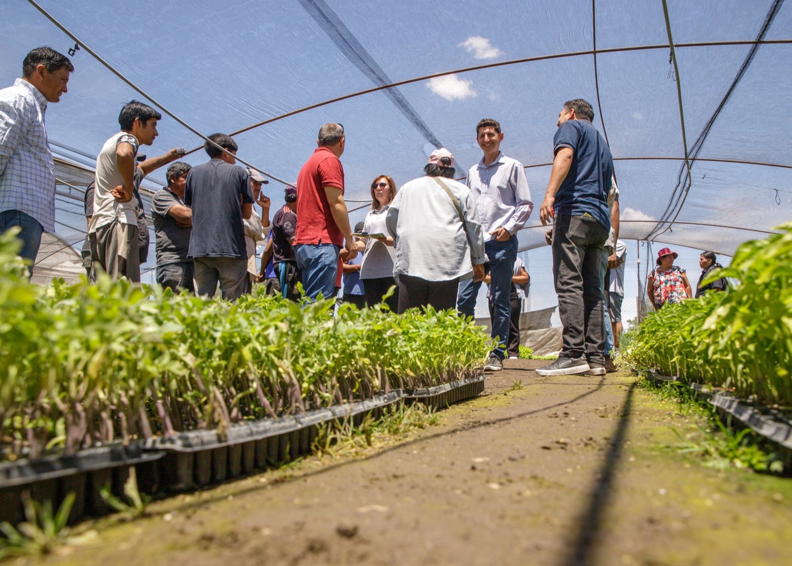 Maipú fomenta la soberanía productiva entregando más de 35 mil plantines