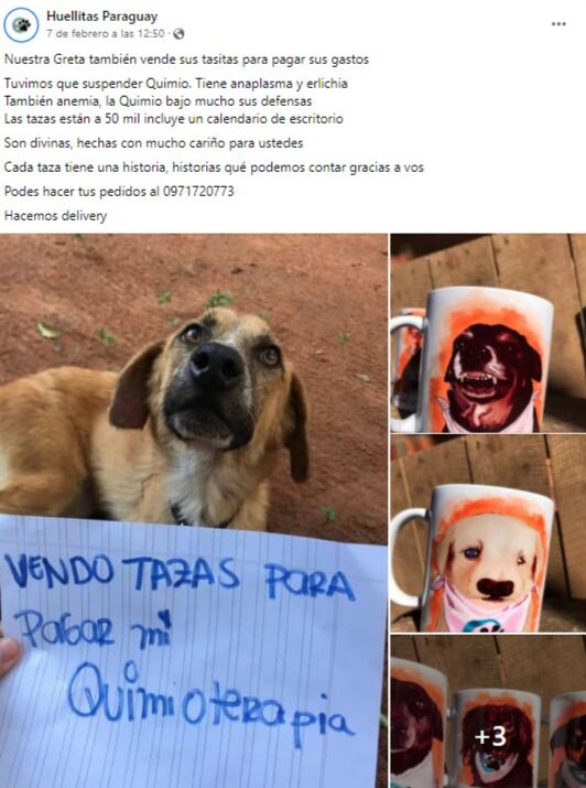 Buscan juntar fondos para pagar el tratamiento por leucemia para una perrita. Facebook.