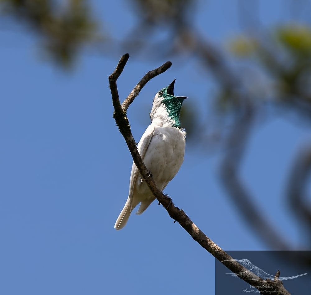 Lograron fotografiar un pájaro campana, una especie en peligro de extinción. / Foto: Gentileza