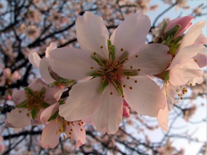 Flores de Cerezo