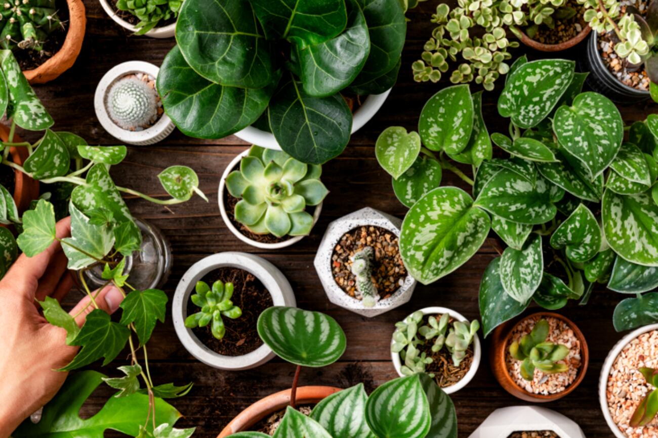 5 consejos esenciales para cuidar tus plantas en otoño