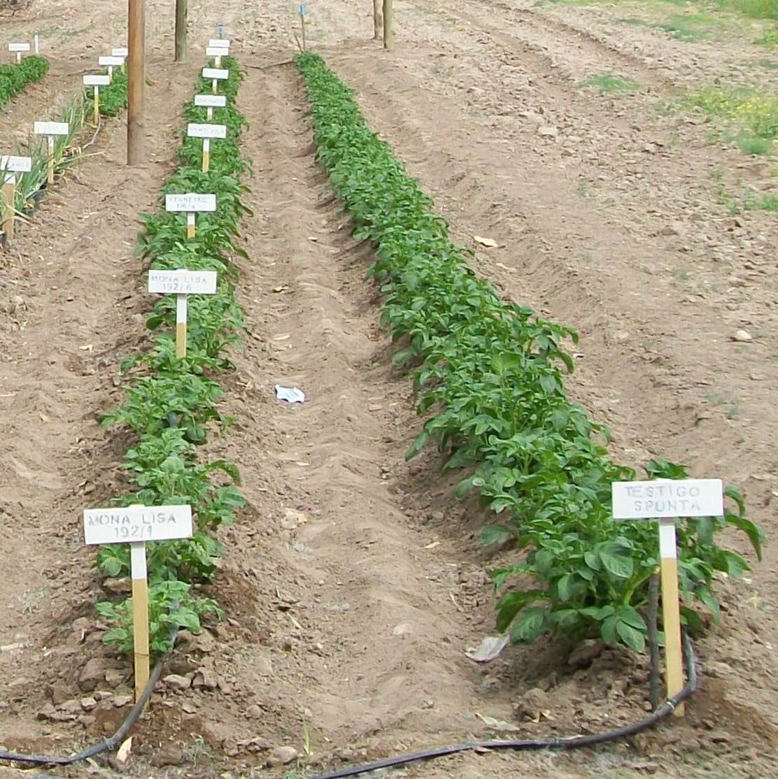 Malargüe y El Sosneado, son las dos áreas de Mendoza protegidas para la producción de papa semilla. 