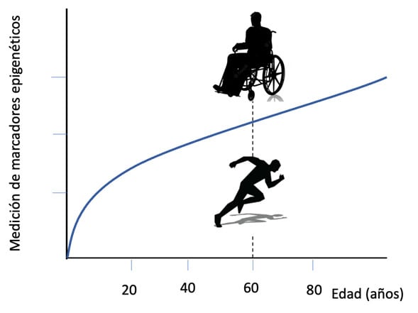 Personas que se encuentran por encima de la línea tienen una edad epigenética que las personas con la misma edad cronológica, que están por debajo de la línea.