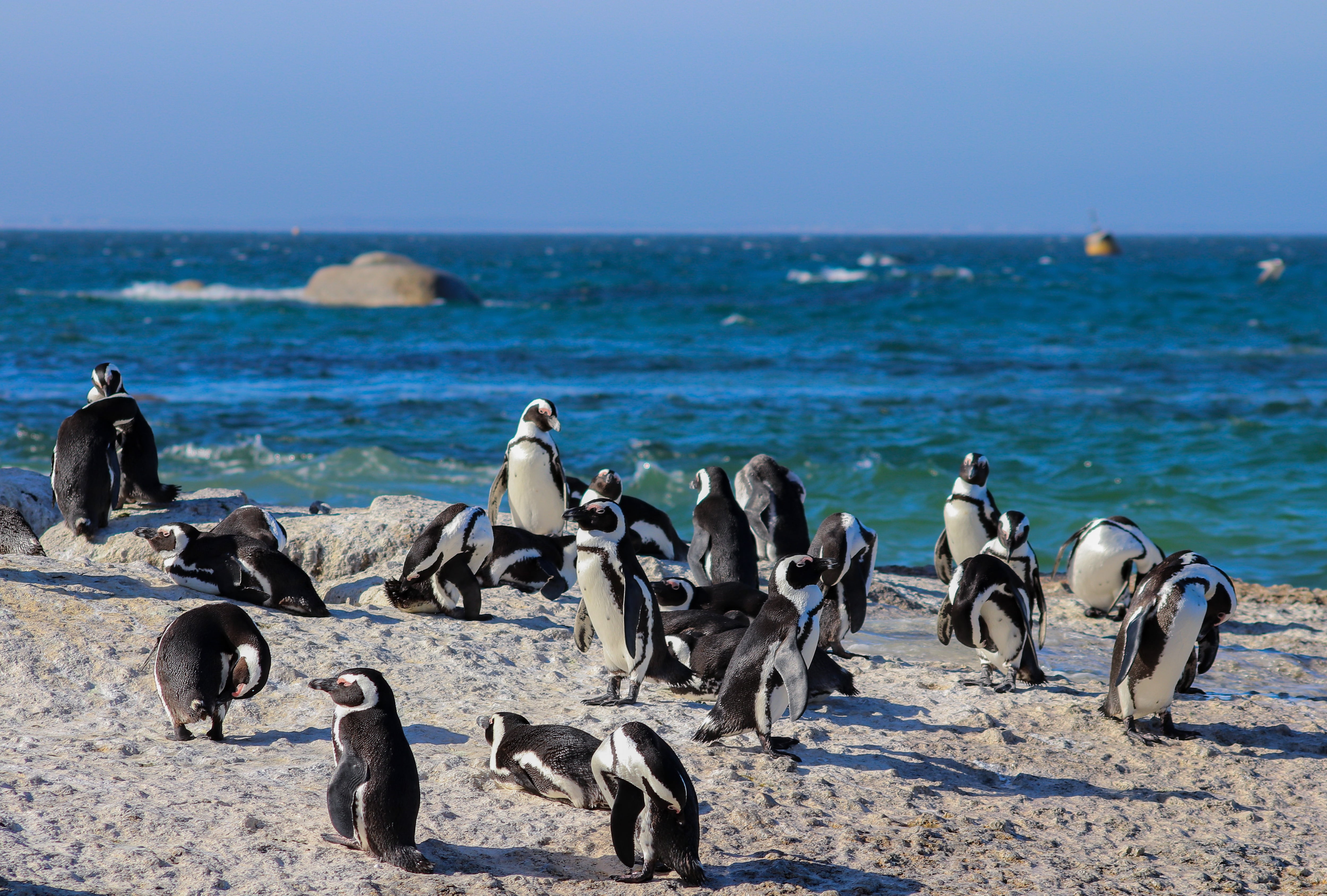 Pingüinos en Punta Tombo.