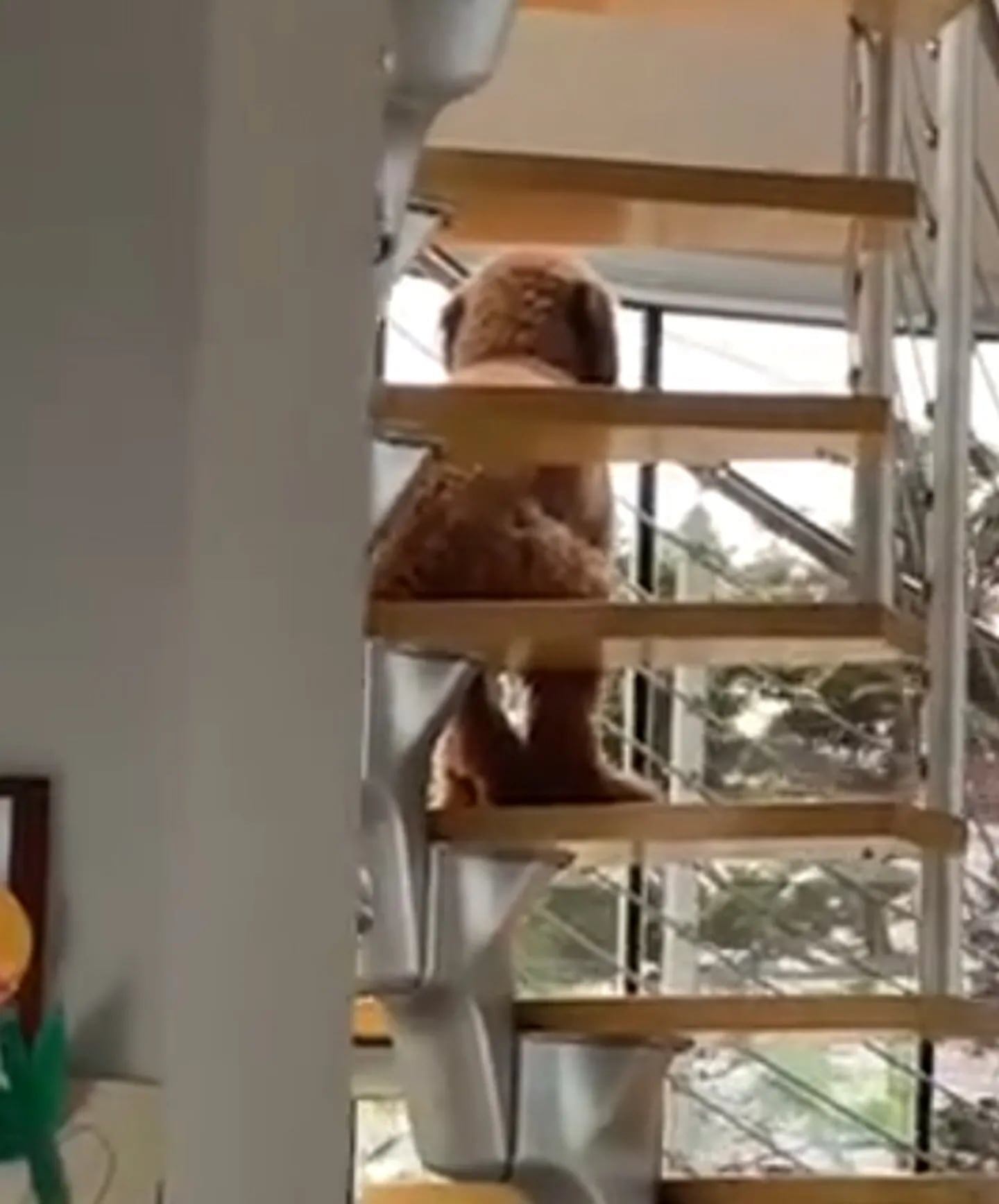 El dueño de la mascota se acercó sin hacer ruido para capturar la extraña escena. Foto: captura de video @lawrencesky.