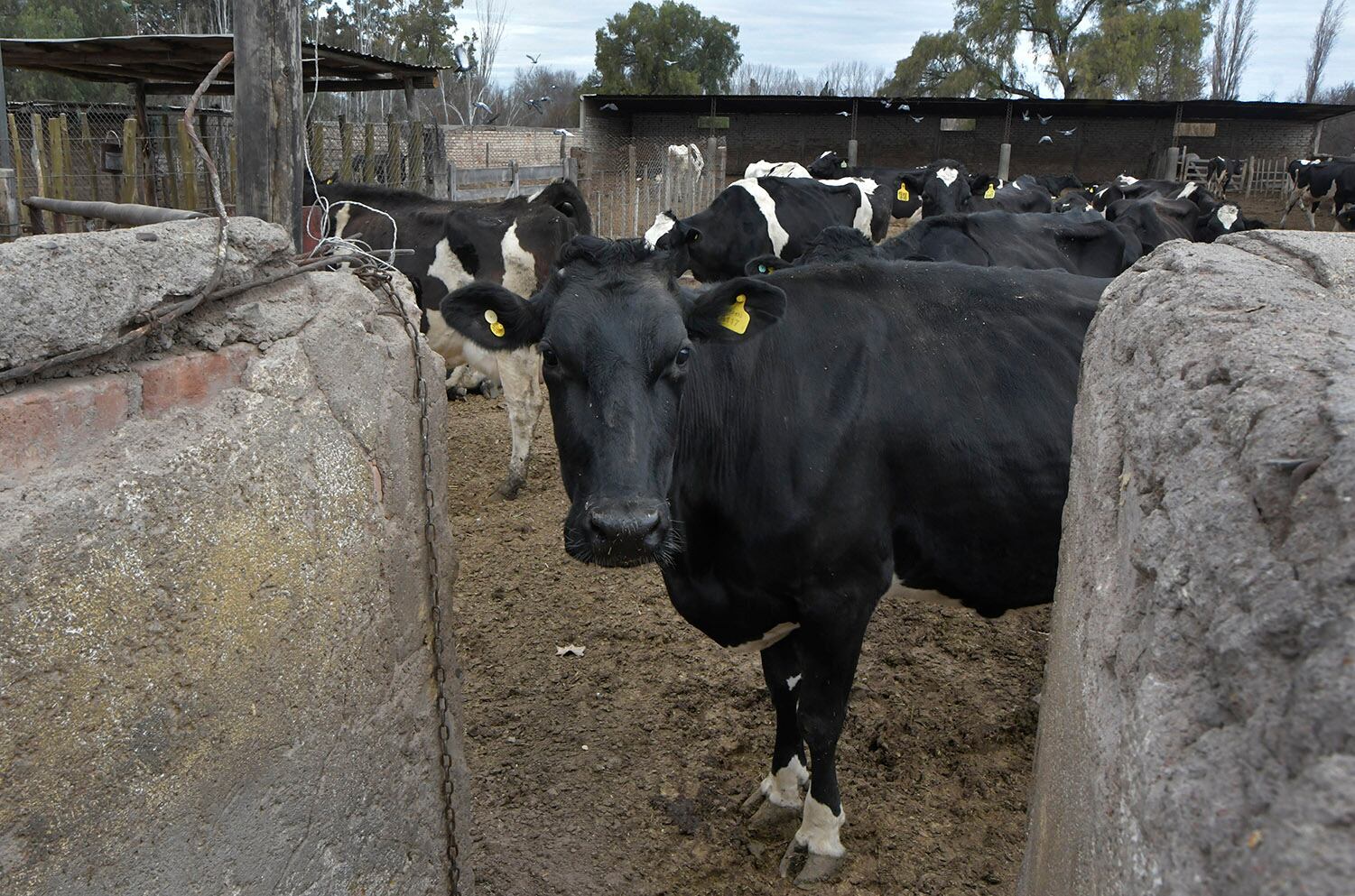 Foto: Orlando Pelichotti / Los Andes