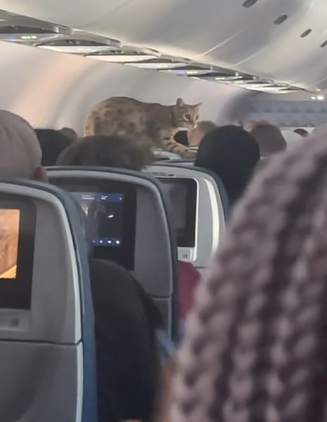 “El gato volador”: un minino escapó de su jaula en pleno vuelo y caminó sobre todos los pasajeros. Foto: TikTok