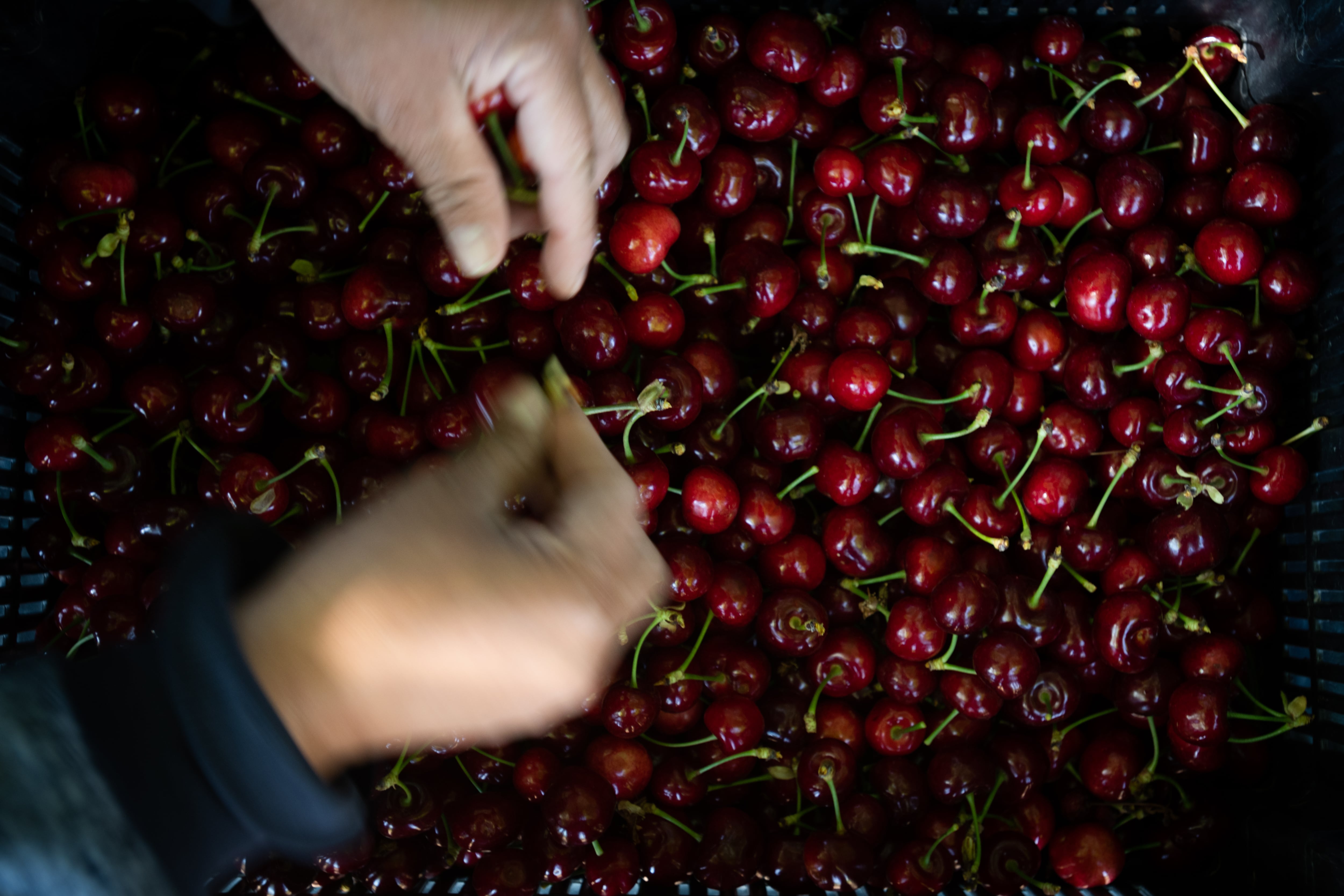 A muy buen ritmo marcha la cosecha de cerezas en una finca de Perdriel, Lujan de Cuyo.