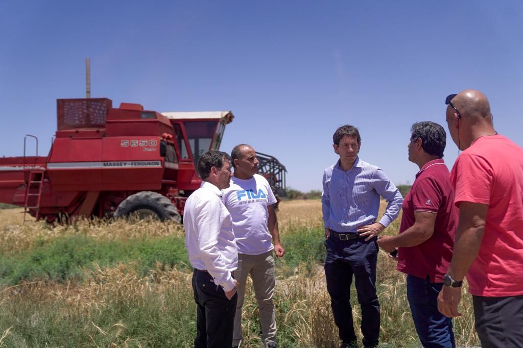 Los campos de trigo en 25 de Mayo.