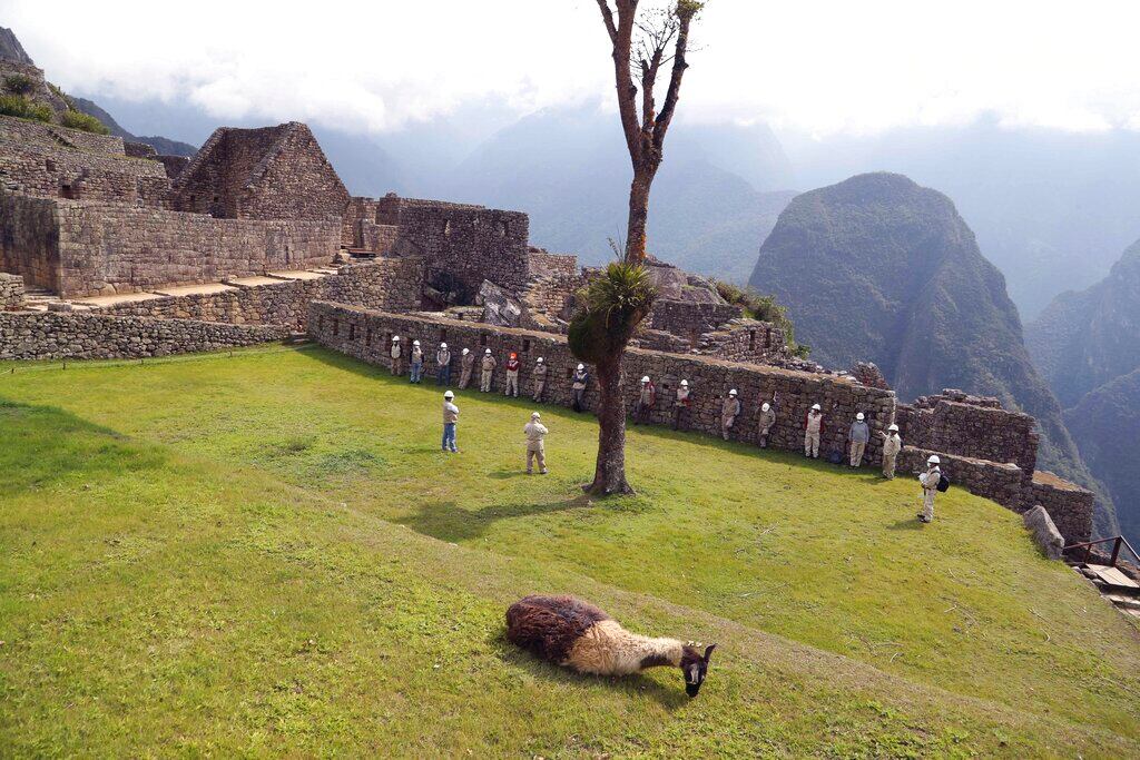 Una llama, tendida sobre la hierba en Machu Picchu mientras operarios de mantenimiento se preparan para comenzar a reparar carreteras y señales en la majestuosa ciudadela inca antes de su reapertura, en Cusco, Perú.