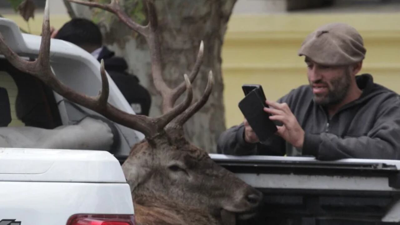 “Cazamos dos ciervos silvestres porque tenemos dos permisos. Está permitido un ciervo por persona y por permiso”, explicó Lucas Acosta, uno de los cazadores. Foto: Juan Andrés Galli