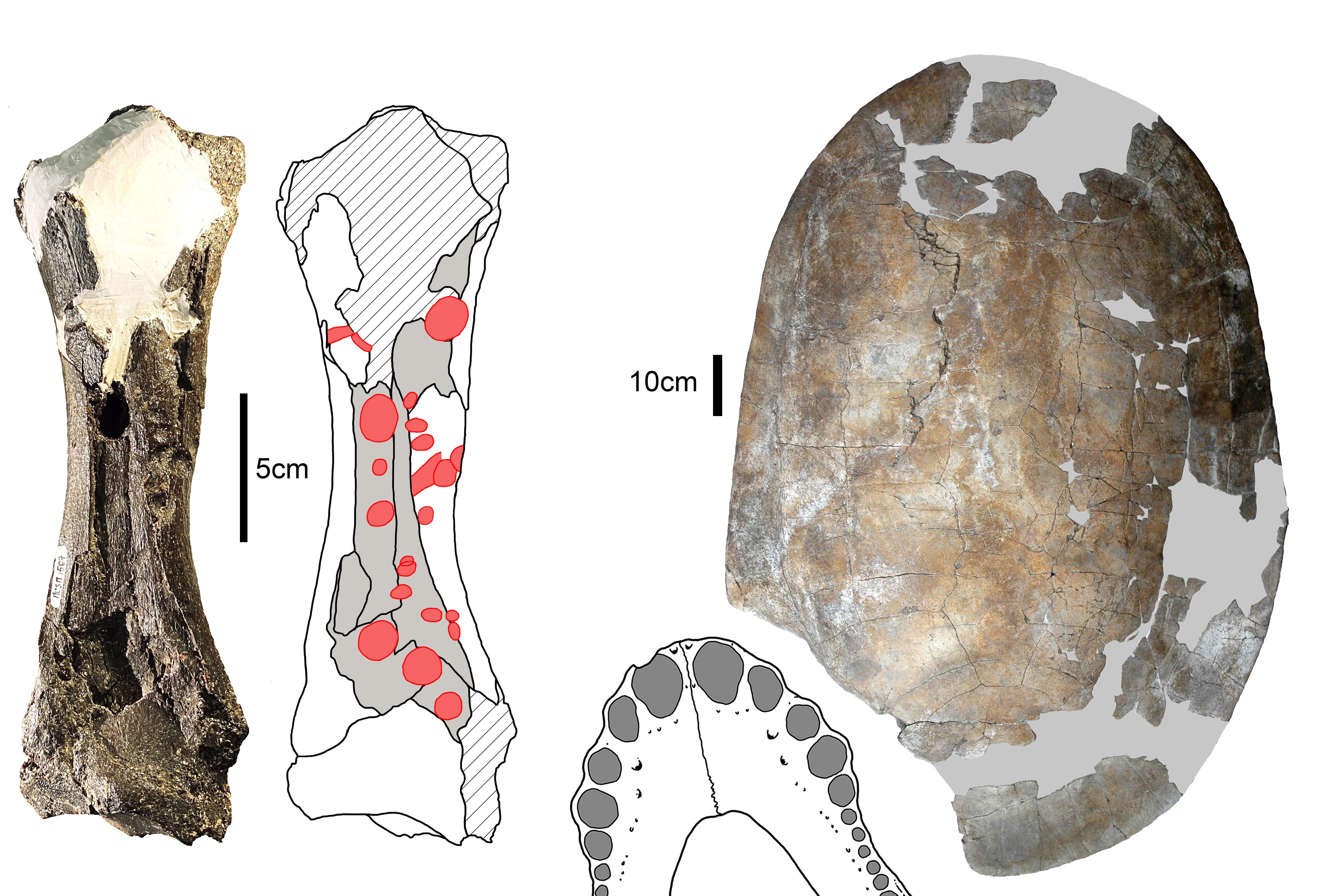 En la selva peruana fue hallada una tibia de un perezoso gigante