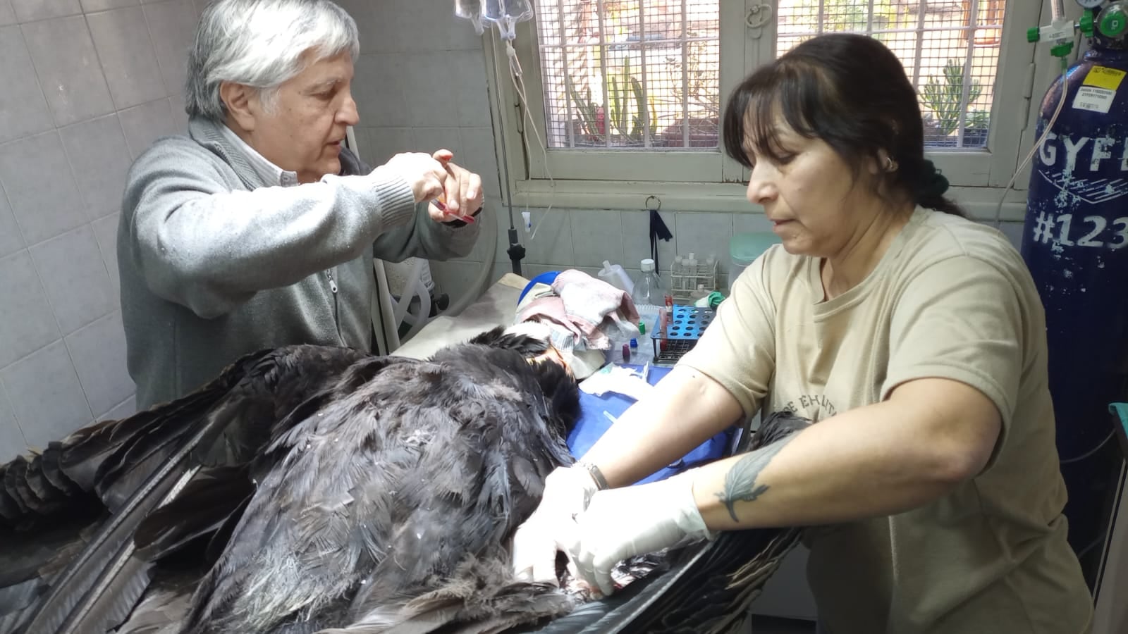 El cóndor rescatado sin poder volar al costado de un cerro evoluciona y aguardan por más estudios. Foto: Gentileza Fundación Cullunche.