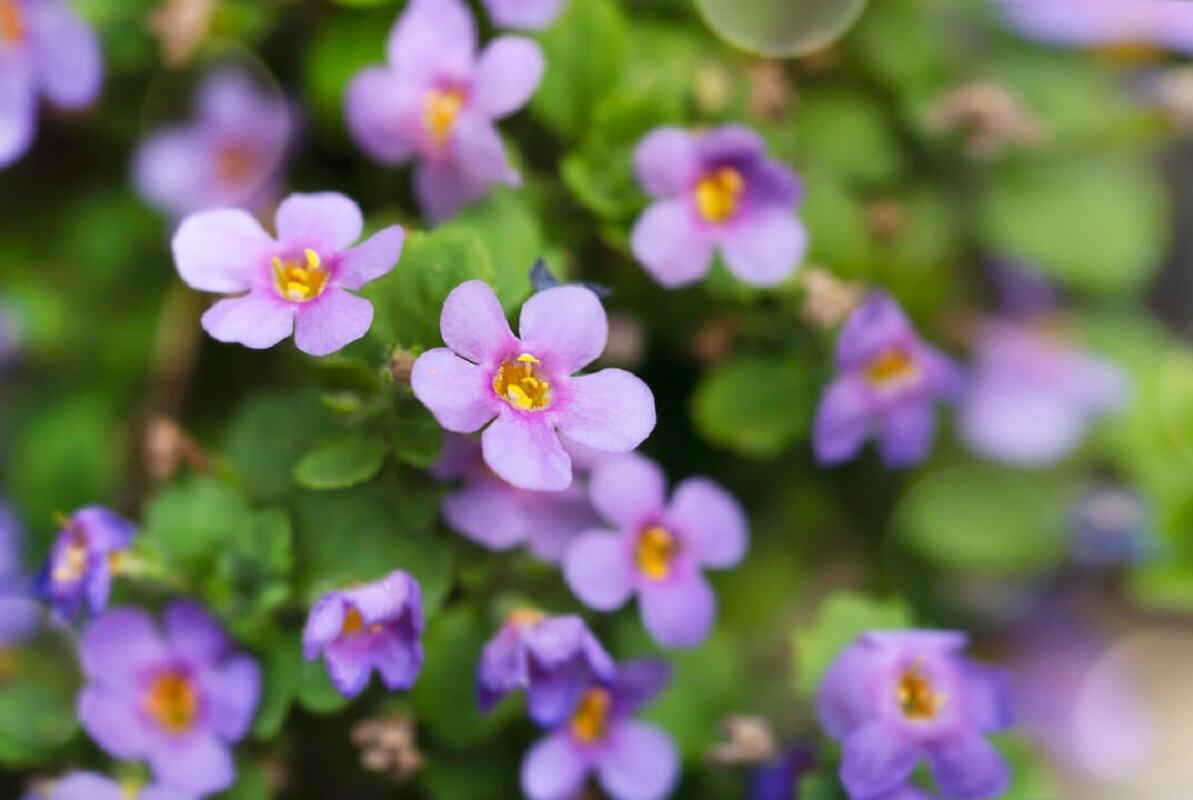 Bacopa (Bacopa monnieri), la planta medicinal con potenciales efectos sobre el ánimo y la memoria (Imagen ilustrativa / Web)