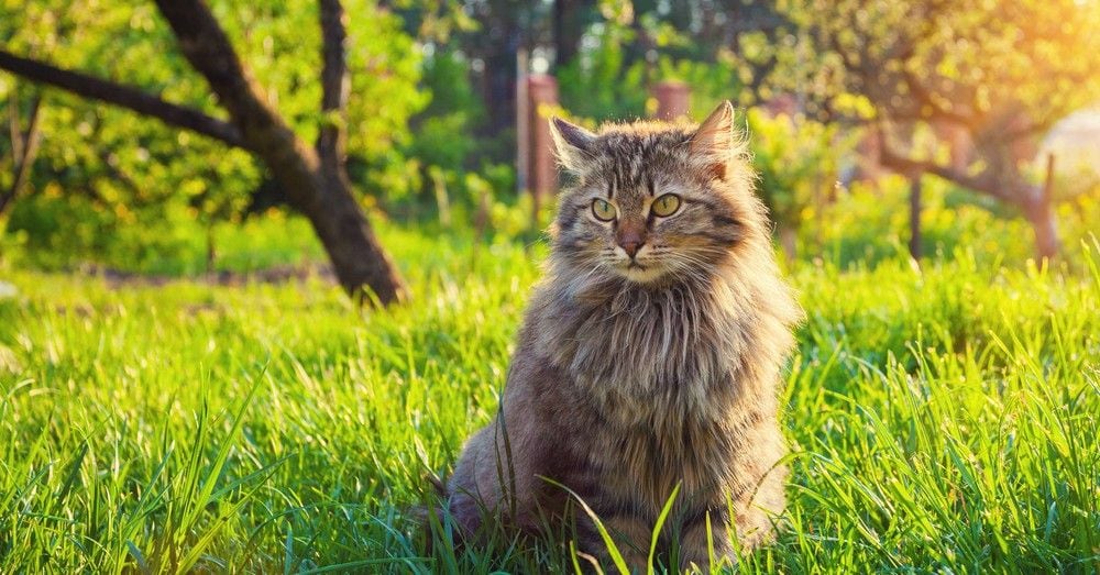 Qué significan los maullidos de gato.