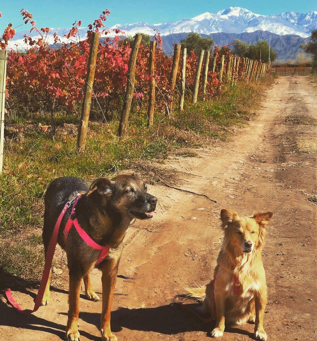 Mendoza es uno de los destinos turísticos con más alojamientos “pet friendly” de Argentina. Foto: Gentileza Guido y Celeste (Perros Viajeros Argentina)