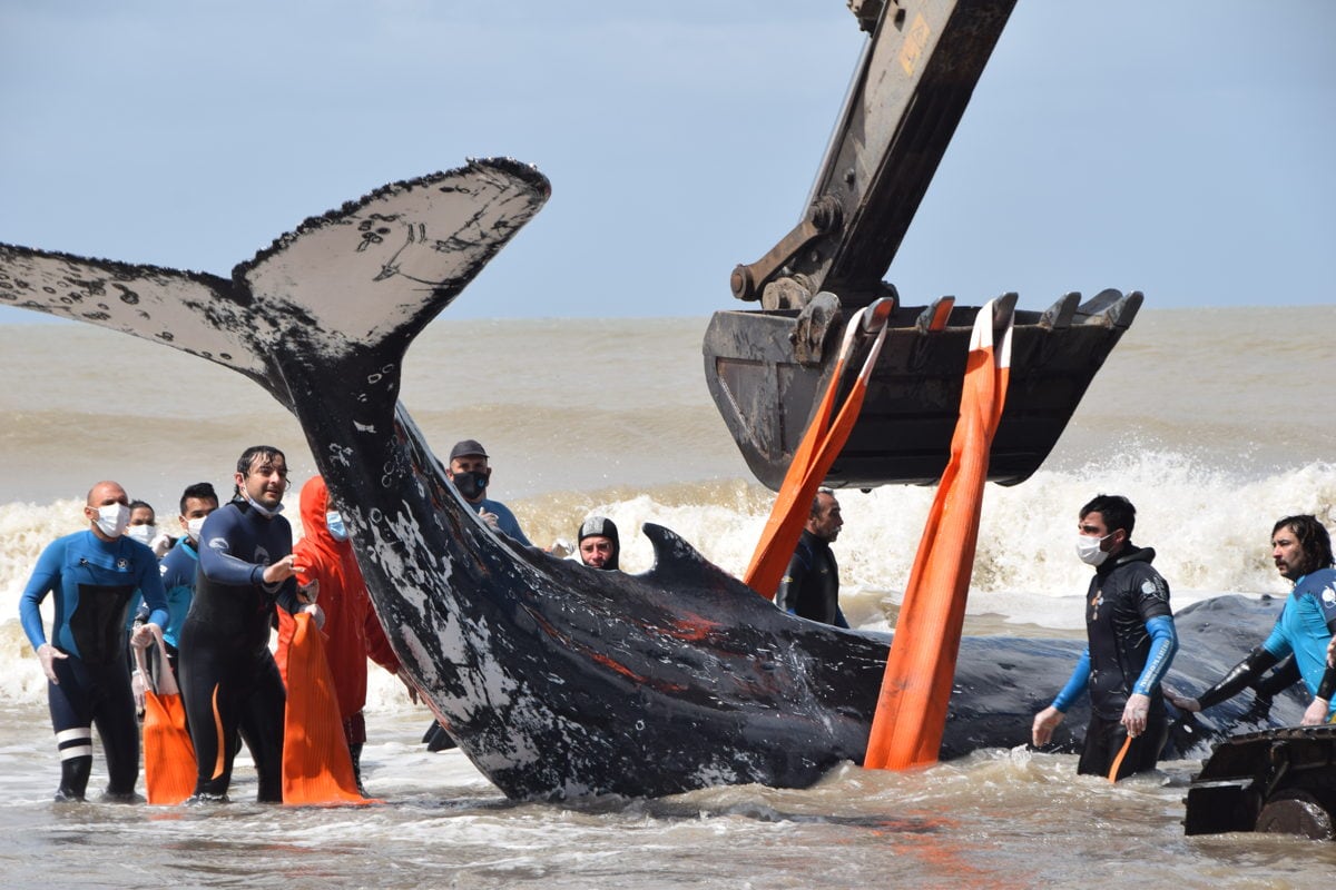 Personal de Mundo Marino y fuerzas de seguridad colaboraron en la tarea de devolver al mar dos ballenas.