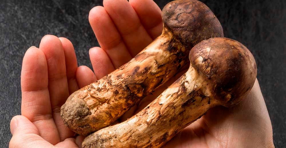 Hongos Matsutake.