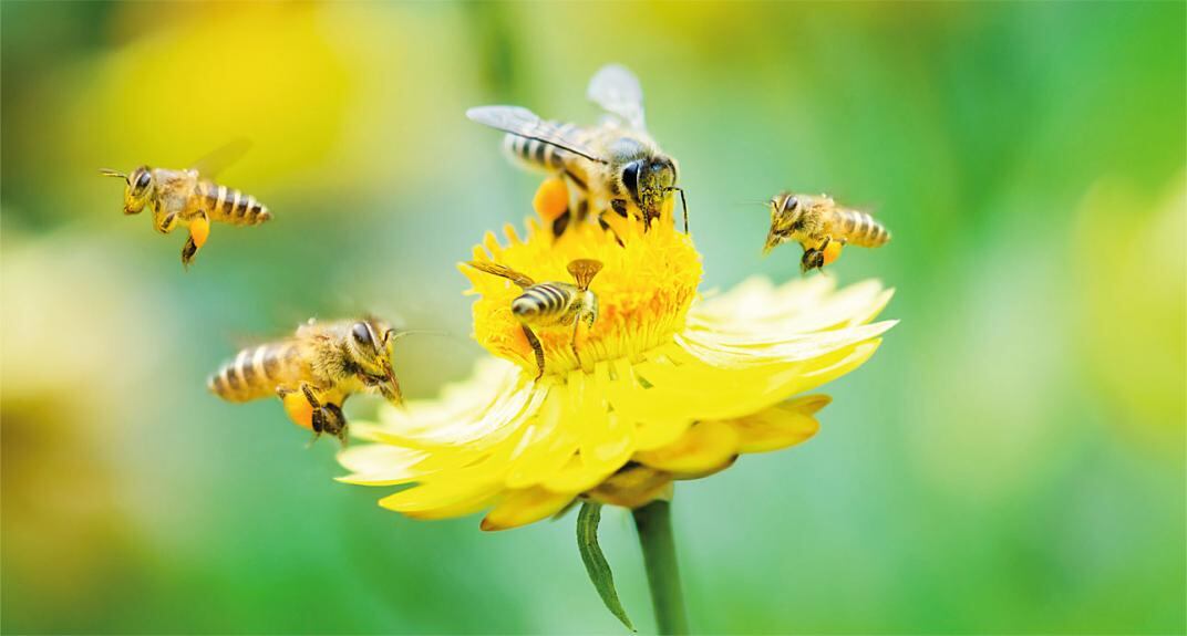 Científicos advierten sobre un colapso en los ecosistemas de insectos