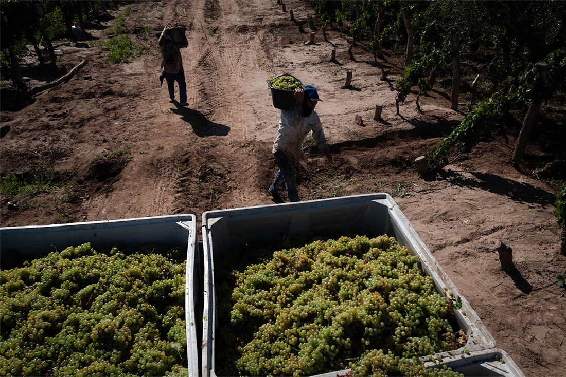 La uva blanca presenta una merma en promedio del 35%. - Foto: Ignacio Blanco / Los Andes