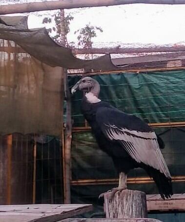 Quica, la cóndor que llegó a Mendoza y puso en pie de guerra a Esquel, regresa a su tierra a fin de mes