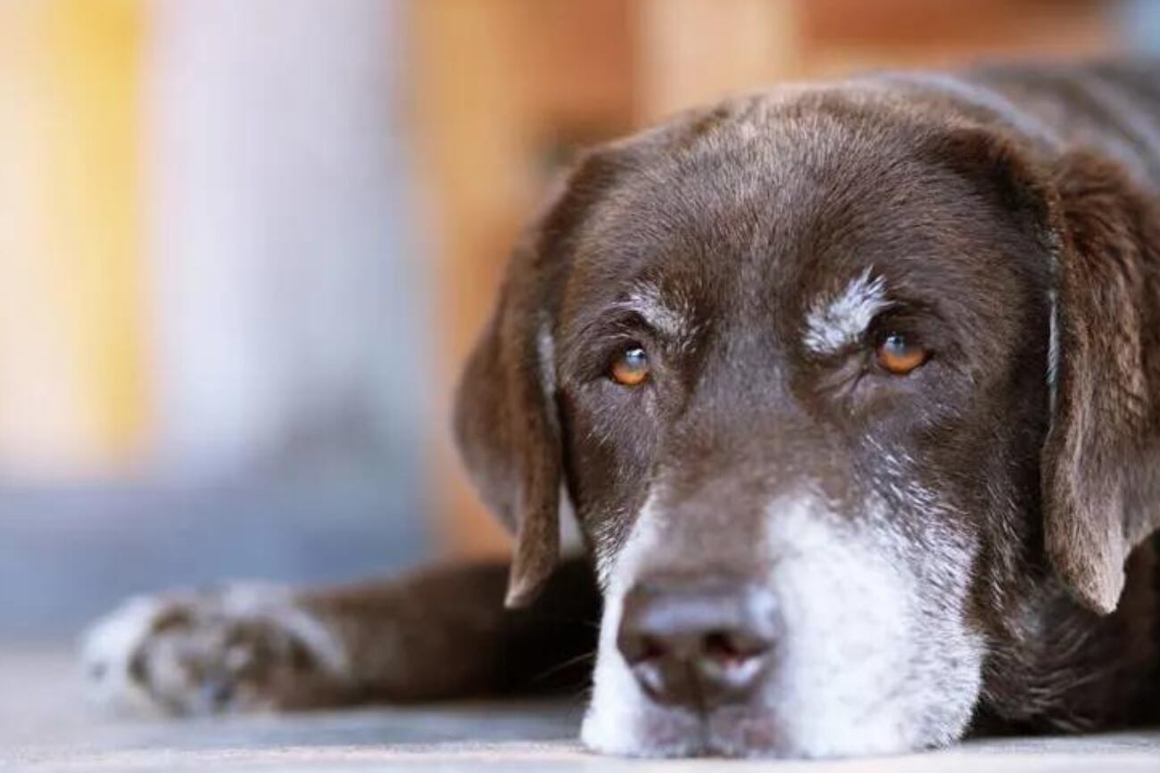 Los perritos suelen experimentar mucho cansancio en una edad avanzada