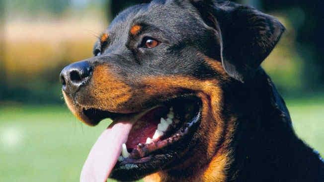 Rottweiler