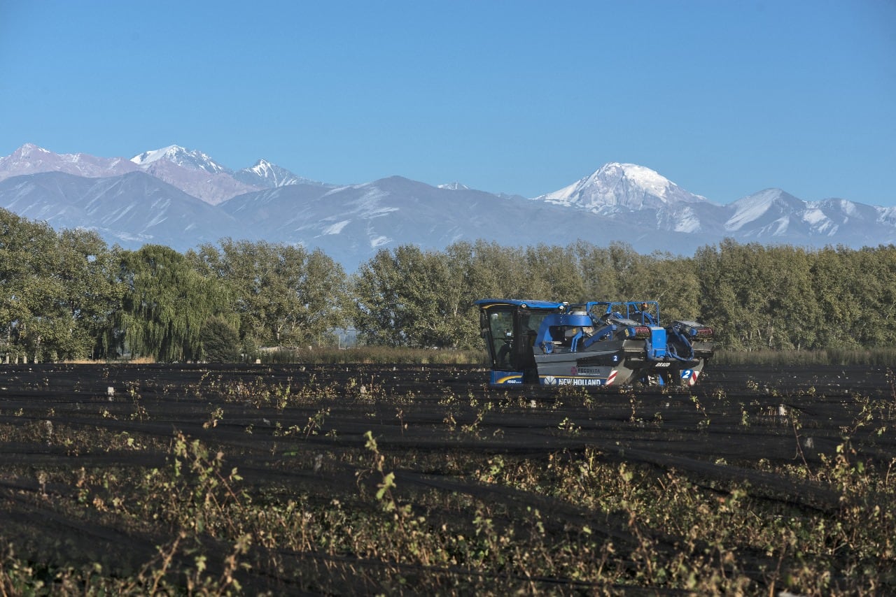 Cosecha Mecánica: una alternativa que gana terreno entre los productores mendocinos