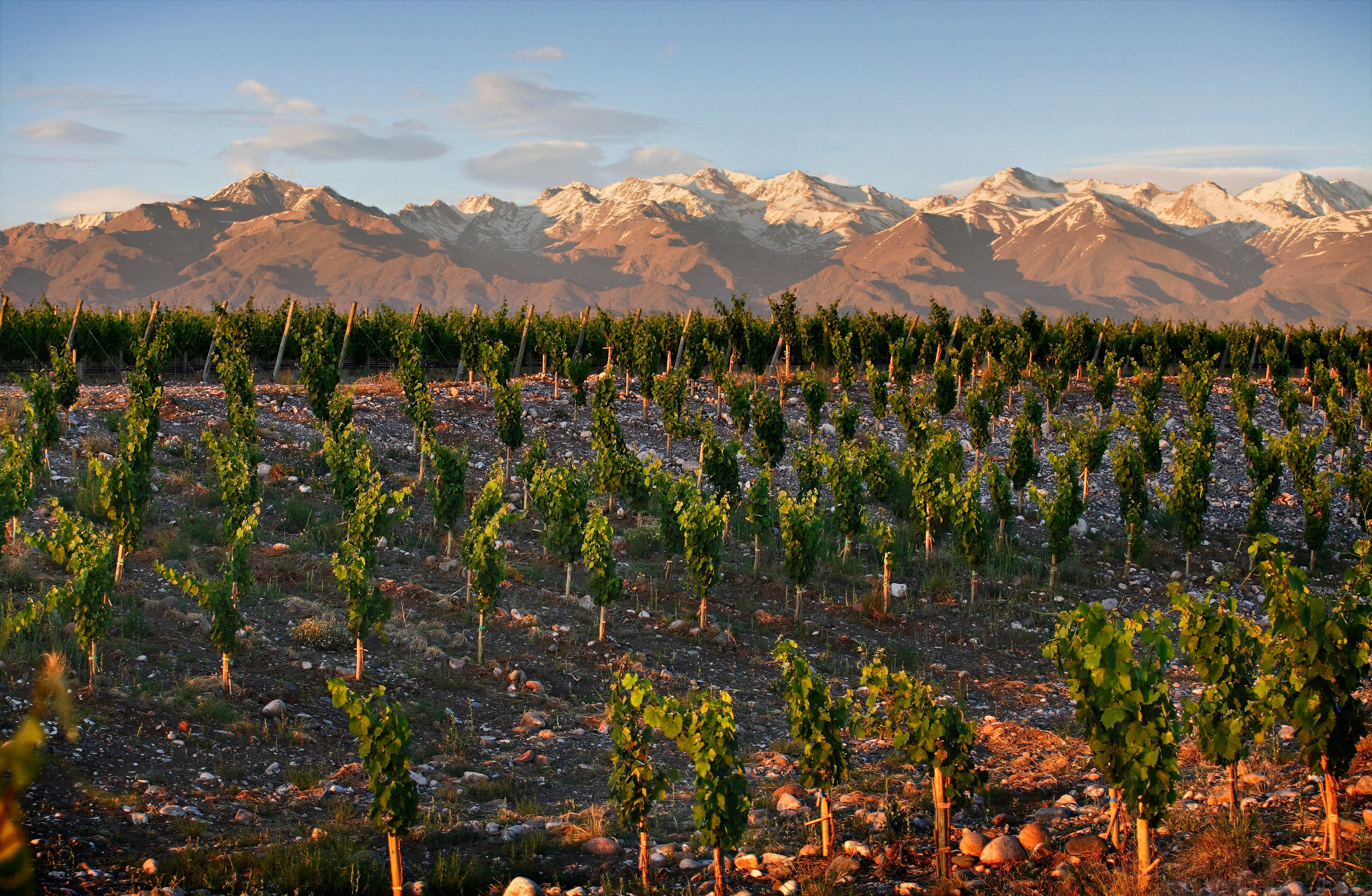 Alluvia Vineyard, en Gualtallary.