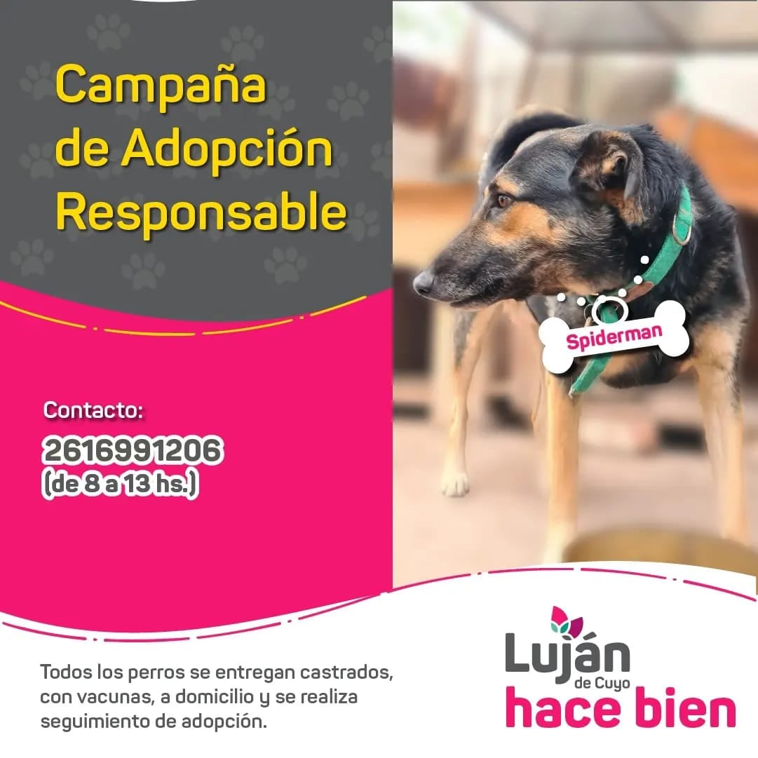 La original campaña en redes con que Luján busca dar en adopción a 9 perritos rescatados de situaciones traumáticas. Foto: Facebook Municipalidad Luján de Cuyo