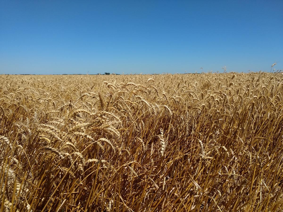 ¿Cuándo es buen momento para comprar o vender un campo?