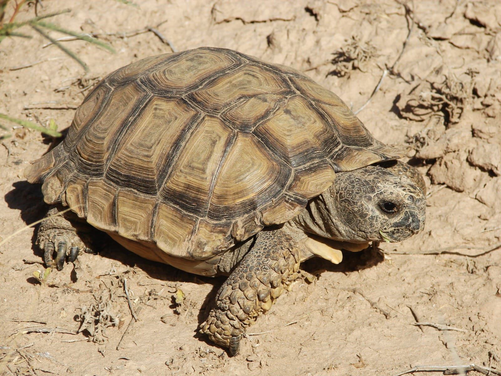 Una tortuga gigante africana suelta en las calles de San Rafael y otros riesgos de adoptar animales silvestres. Foto: Gentileza Fauna Silvestre