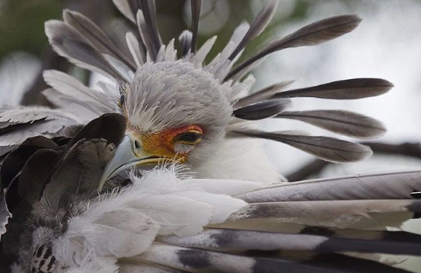 Pájaro secretario