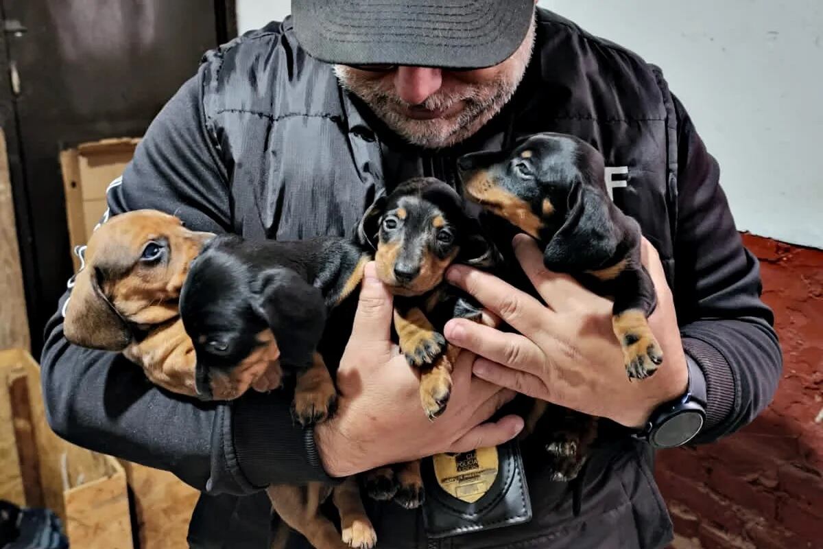 Algunos de los cachorros rescatados.