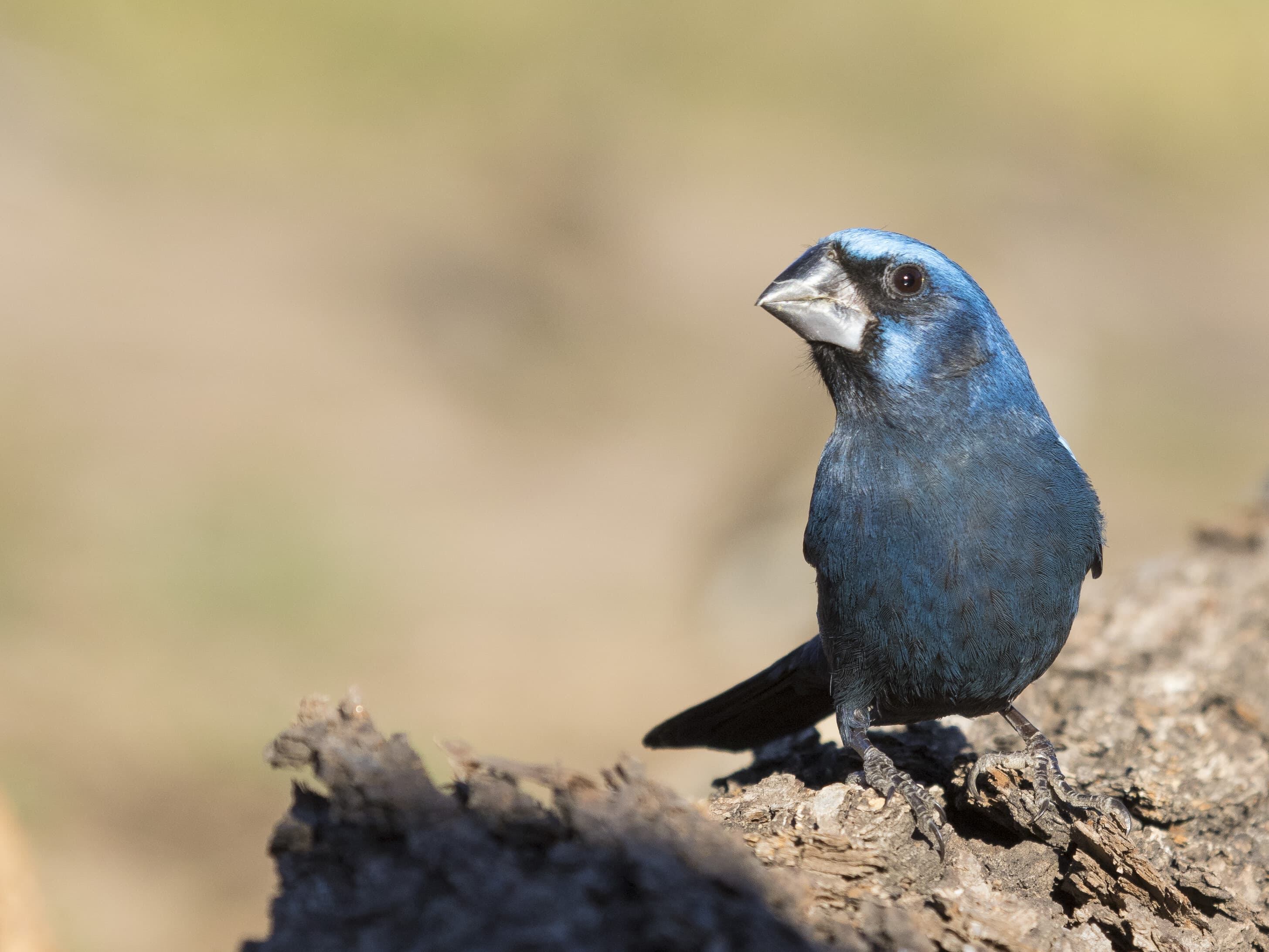 Así es el refugio de aves más importante de Cuyo y donde se pueden ver y fotografiar animales sin costo. Foto: Instagram @reservaprivada_puntadelagua