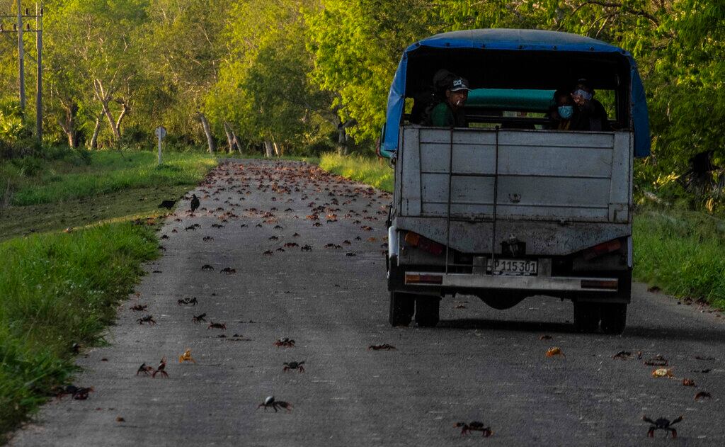 Un camión avanza por un camino lleno de cangrejos que intentaban cruzar un camino después de desovar en el mar en Girón, Cuba, el domingo 10 de abril de 2022. La migración anual de cangrejos preocupa a los conductores que intentan desviarse en un intento inútil de no matar a los crustáceos y es una molestia para los residentes, pero observarlos en sus viajes a través de la carretera es una maravilla para los turistas y para cualquier persona interesada en el fenómeno del desove. (Foto AP/Ramón Espinosa)