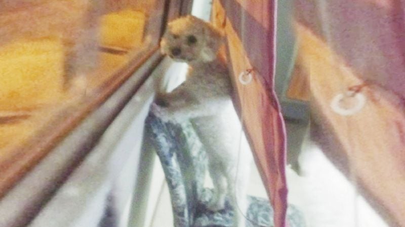 El pequeño perro alertó a una vecina que llamó a la policía.