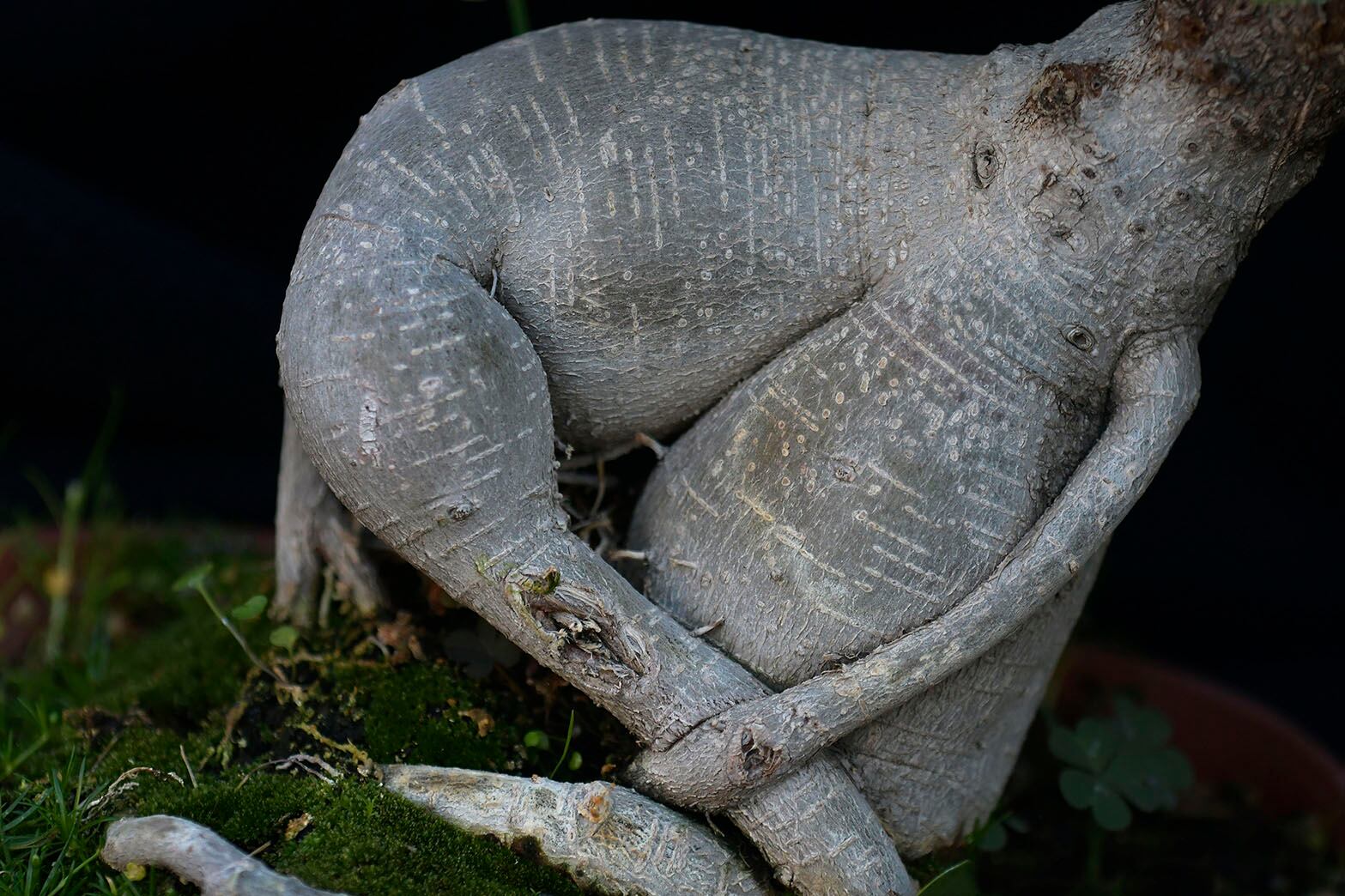 Detalle del Ficus Ginseng injertado con Ficus Retusa. Allí se puede apreciar el imponente cuerpo del tronco. Foto: Orlando Pelichotti / Los Andes